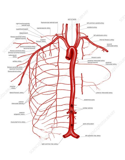 Arterial System Of Thoracic Wall Artwork Stock Image C0212025
