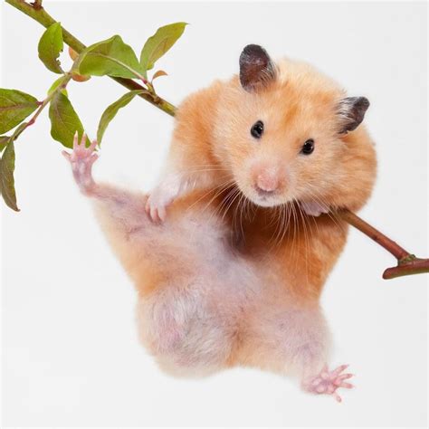 Síntesis de artículos como saber si un hamster es macho o hembra actualizado recientemente