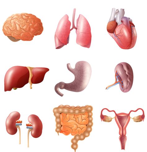 Illustration Of Womans Internal Organs Human Internal Organ Diagram