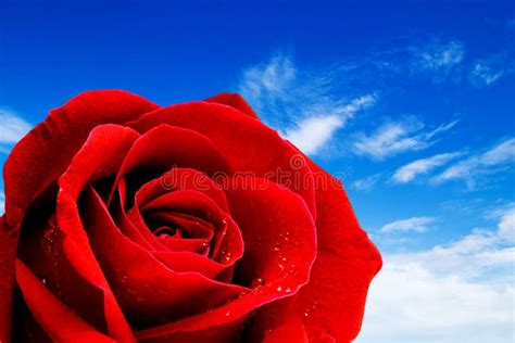 Red Rose Closeup On The Sky Background Royalty Free Stock Image Image