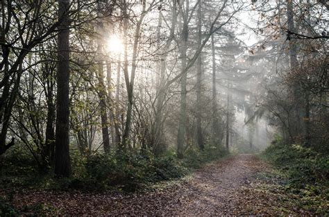 Itap Of A Misty Forest Path 4928x3264 Oc Ifttt2gv11a9
