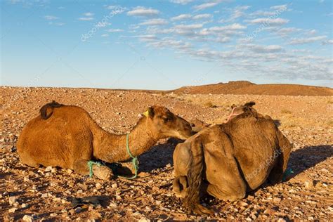 Dos Camellos En El Desierto — Foto De Stock © Mieszko9 94417628