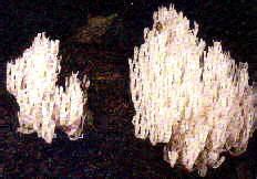 Even though many other types of cacti are also present in the area along with other types of desert flora native to the area, this one specific type has the interesting part here might be that even if you are not familiar with what do organ pipe cactus plants look like, this is the shape and form that you. Animal Adaptations - Tropical Dry Forest