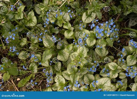 Brunnera Jack Frost In Flower Stock Image Image Of Hardy Herbaceous