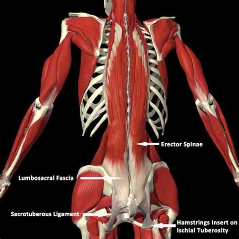 Musculoskeletal anatomy, kinesiology, and palpation for. Anatomy & Physiology