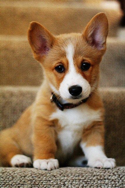 Corgi Puppy Loooove