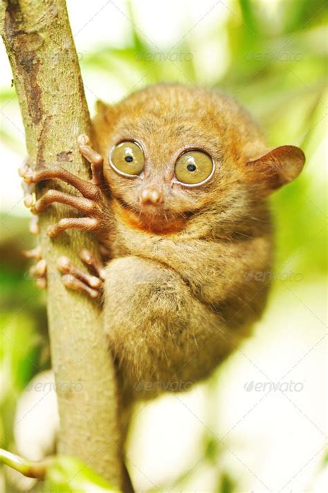 A Small Brown Animal Sitting On Top Of A Tree Branch With Eyes Wide
