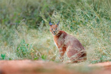 South Africas Western Cape Land Of The Caracal Naturetrek
