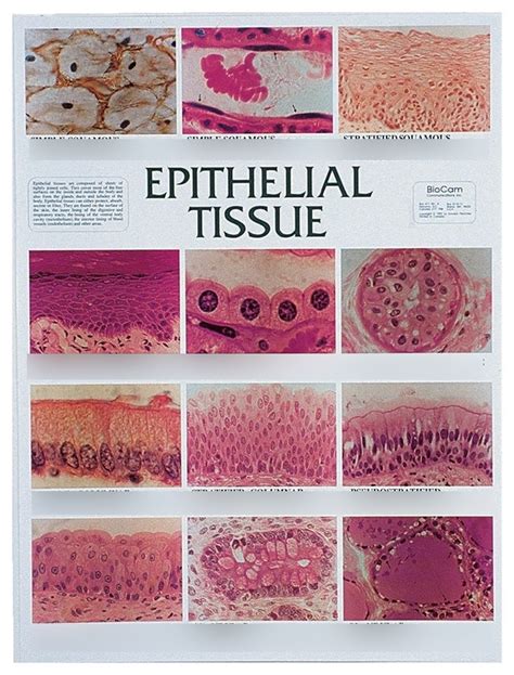Epithelial Tissue Diagram Quizlet