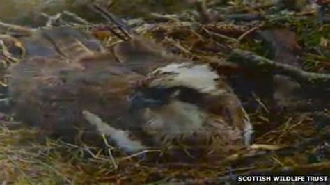 Perthshire Osprey Lady Lays First Egg Of Season Bbc News