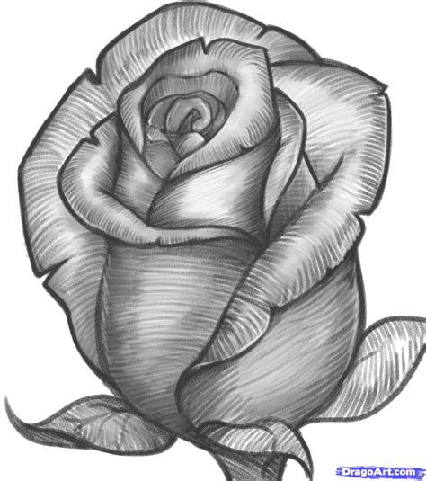 How To Draw A Rose Bud Rose Bud Step By Step Flowers Pop Culture