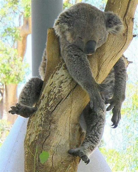 Sleeping Koala Cute Animals Animals Animal Antics