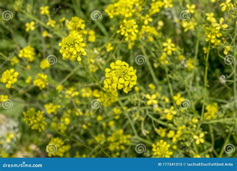 Green Plants And Single Yellow Flower Stock Image Image Of Yellow