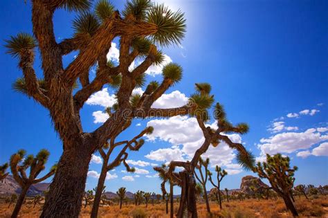 Joshua Tree In The Desert Under A Blue Sky With Clouds Stock Photo