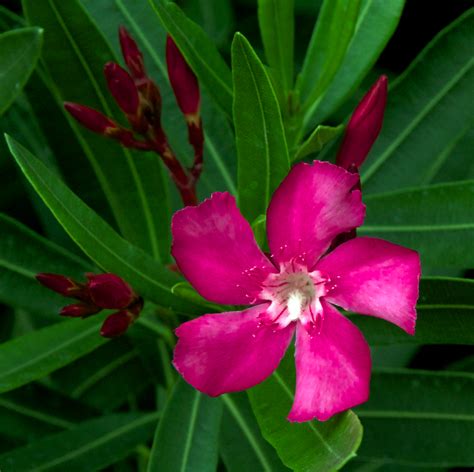 May 24, 2012 · oleander this popular ornamental flowering shrub is commonly found in the southern states and california. Oleander | A Naturalist's Journal