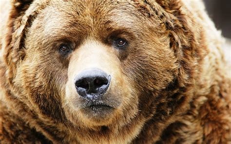 Online Crop Hd Wallpaper Brown Bear Face Close Up Nose Eyes