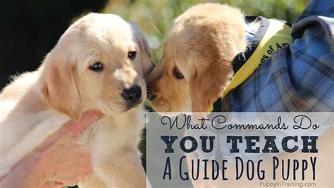 What Commands Do You Teach A Guide Dog