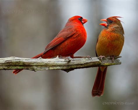 Cmdphotos Cardinal Couple