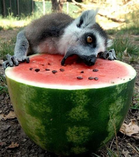 15 Photos Of Animals Eating Thatll Make You Smile Bored Panda