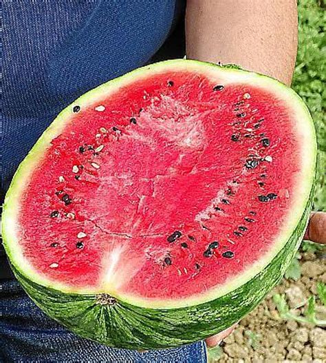 Watermelon Harvest Underway In Majorca