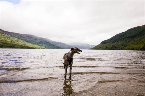 Dog Friendly Days Out In Scotland