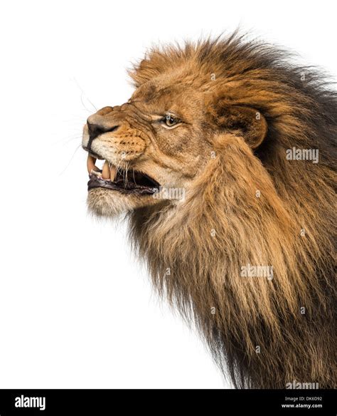 Roaring Lion Head Side View