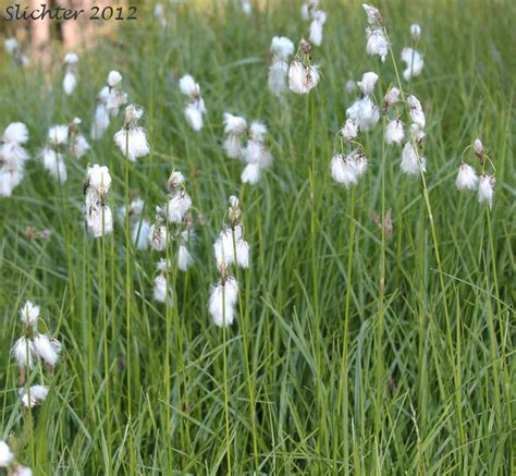 Many Spiked Bog Cotton Many Spiked Cottongrass Narrow Leaved