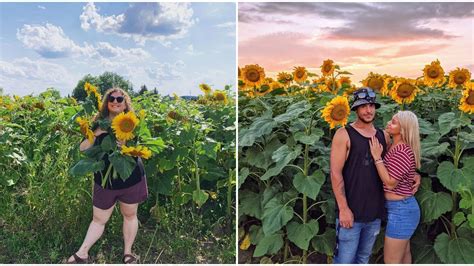 This Sunflower Field Near Toronto Is Free To Explore And Theres So Much