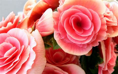 10 best pink rose flower desktop wallpaper you can get it for free aesthetic arena