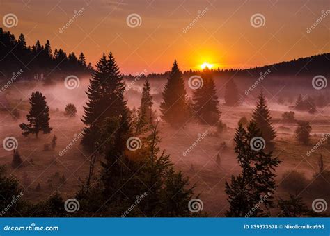 Sunrise Over Misty Pine Trees Stock Photo Image Of Evening Admiring