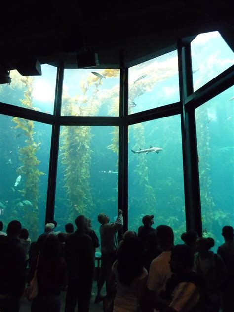 Monterey Bay Aquarium Kelp Forest Exhibit Zoochat