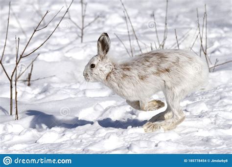 A White Snowshoe Hare Or Varying Hare Running Through The Winter Snow