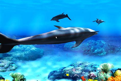Dolphin Wallpapers High Definition Pictures
