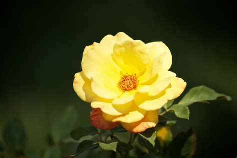 Bright Yellow Rose Free Stock Photo Public Domain Pictures