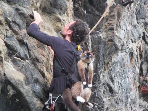 Cat Looks Absolutely Thrilled To Go Rock Climbing Realfunny