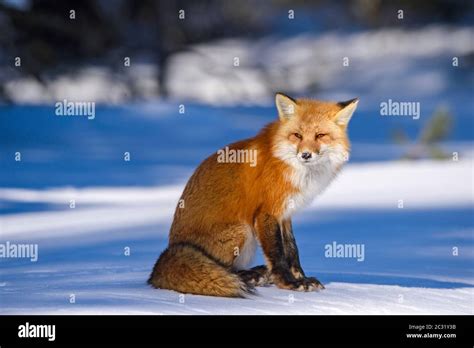 Red Fox Vulpes Vulpes Algonquin Provincial Park Ontario Canada