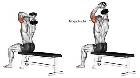 Overhead Tricep Extension A Complete Guide For Beginner