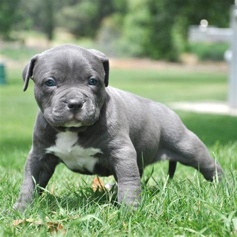 American pit bull terriers exude strength and agility. Pit Bull Puppies and Blue Nose American Bully Pitbull ...