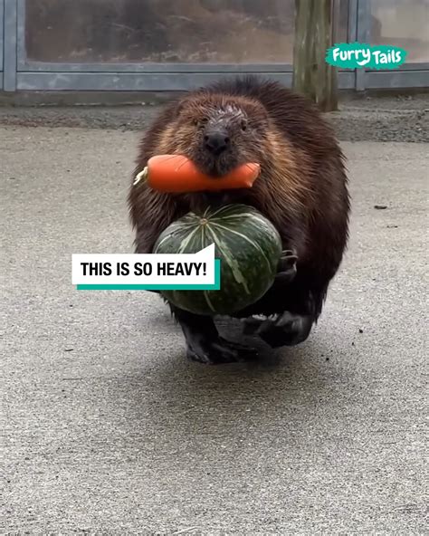 Busy Beavers Carrying Their Groceries 🦫 Grocery Store These Lucky
