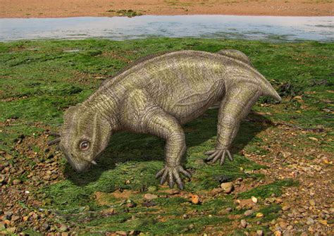 Lystrosaurus By Paleopeter On Deviantart