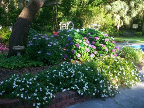 When these insects are present, sooty mold or a gray fuzzy. dwarf gardenia - Google Search | Dwarf gardenia, Front ...