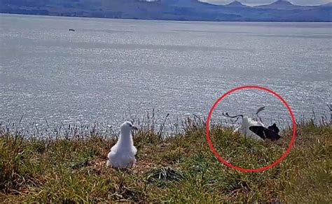Faceplanting To Fame Viral Video Catches Albatross In Awkward Landing