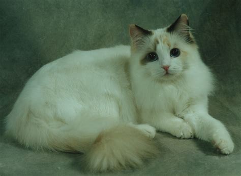 The Chocolate Ragdoll Cat Mitted Colorpoint Bicolor And Lynx