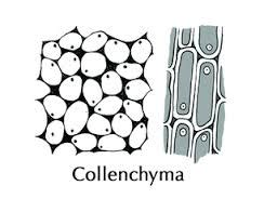 It is made up of xylan instead of cellulose. Organisation of cells plant tissues - Karnataka Open ...