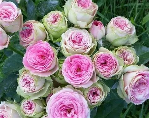 Саженцы спрей розы Мими Эден Gem 0255 купить недорого в интернет