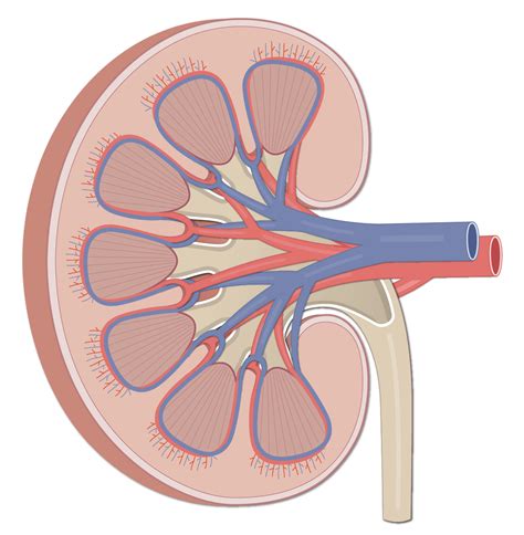 Kidney Diagram Worksheet
