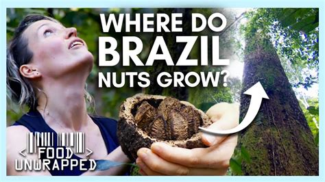 Where Do Brazil Nuts Grow It S Not Just Brazil Food Unwrapped Youtube