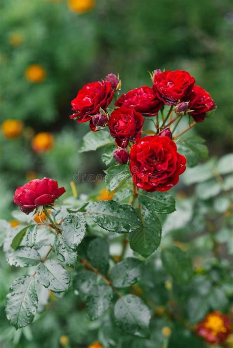 Red Burgundy Mini Roses In The Garden Stock Photo Image Of Blooming