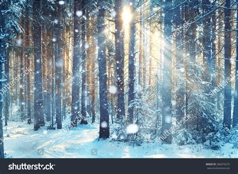 Frosty Winter Landscape Snowy Forest Stock Photo 286974275