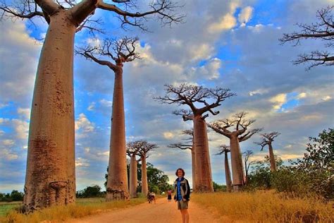 LallÉe Des Baobabs